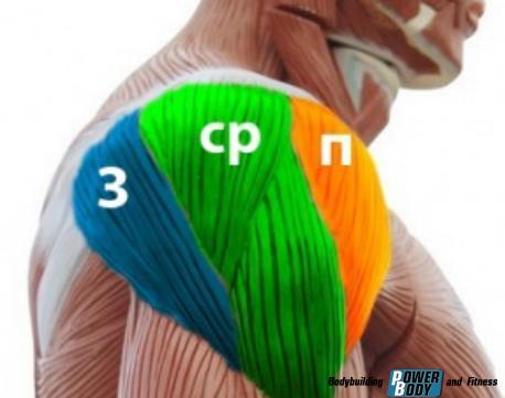 Анатомия дельтовидных мышц