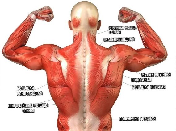 Мышцы спины анатомия